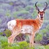 Pronghorn Diamond Paintings