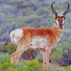 Pronghorn Diamond Paintings