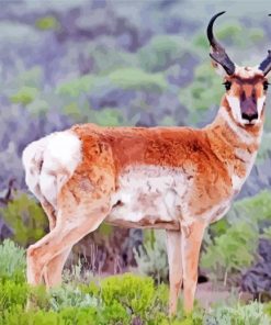 Pronghorn Diamond Paintings