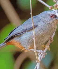 Abyssinian Catbird Diamond Paintings