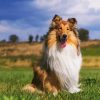 Cute Rough Collie Diamond Paintings