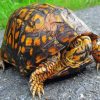 Eastern Box Turtle Diamond Paintings