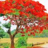 Flamboyant Tree Diamond Paintings