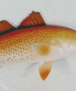 Redfish Drum Diamond Paintings