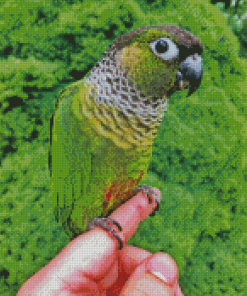 Black Capped Conure On Hand Diamond Paintings