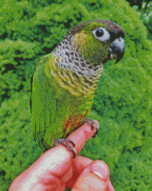 Black Capped Conure On Hand Diamond Paintings