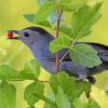 Catbird Eating Diamond Paintings