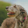 Close Up Irish Wolfhound Diamond Paintings