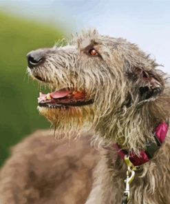 Close Up Irish Wolfhound Diamond Paintings