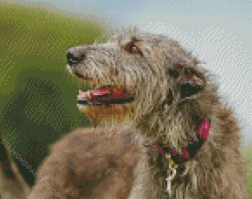 Close Up Irish Wolfhound Diamond Paintings