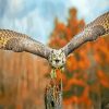 Flying Horned Owl Diamond Paintings