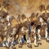 African Hunting Dogs Diamond Paintings