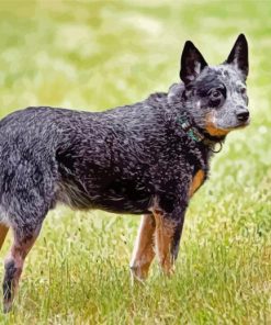 Australia Cattle Dog Diamond Paintings