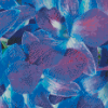 Blue Purple Orchids Diamond Paintings