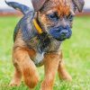 Border Terrier Puppy Dog Diamond Paintings