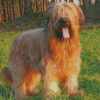 Briard Animal Diamond Paintings