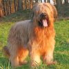 Briard Animal Diamond Paintings