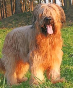 Briard Animal Diamond Paintings