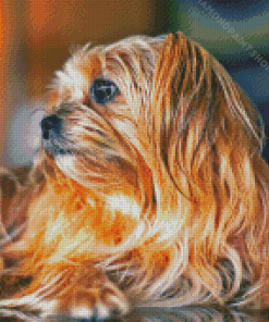 Close Up Shorkie Dog Diamond Paintings