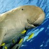 Dugong Animal Diamond Paintings