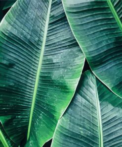 Green Banana Leaves Diamond Paintings