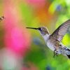 Hummingbird And Bee Diamond Paintings