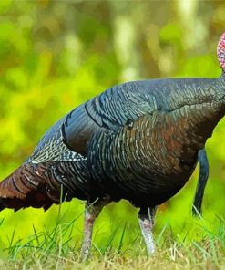 Wild Turkey Diamond Piantings