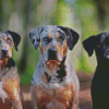 Aesthetic Catahoula Dogs Diamond Paintings