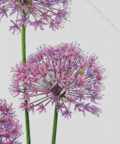 Allium Art Diamond Paintings