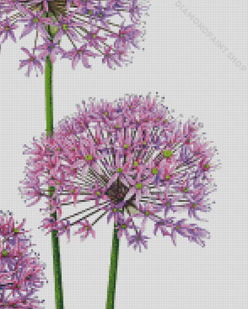 Allium Art Diamond Paintings