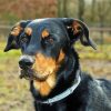 Beauceron Head Diamond Paintings