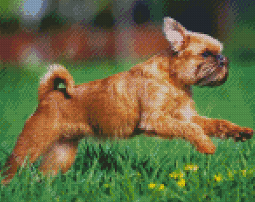 Brussel Griffon Dog Diamond Paintings