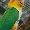 Caique Bird Diamond Paintings