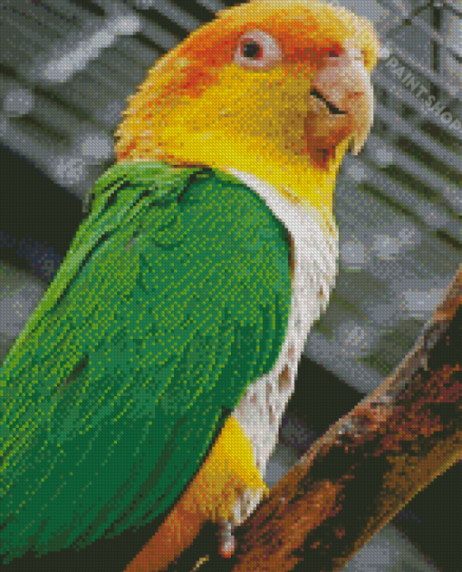 Caique Bird Diamond Paintings