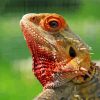 Colorful Bearded Dragon Diamond Piantings