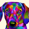 Colorful Dachshund Dog Diamond Paintings