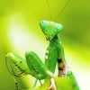 Green Praying Mantis Diamond Paintings