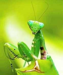 Green Praying Mantis Diamond Paintings