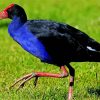 Pukeko Bird Diamond Piantings