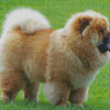 Aesthetic Chow Chow Diamond Paintings