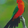 Australian King Parrot Diamond Paintings