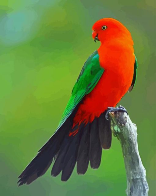 Australian King Parrot Diamond Paintings