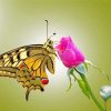 Butterfly And Pink Rose Diamond Paintings