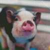 Cute Pig Diamond Paintings