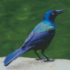 Grackle Bird Diamond Paintings