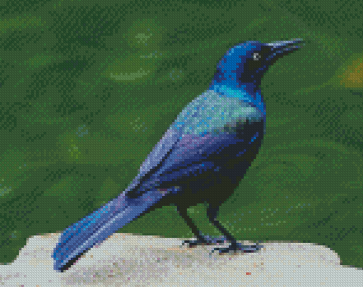 Grackle Bird Diamond Paintings