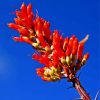 Ocotillo Flowering Plant Diamond Paintings