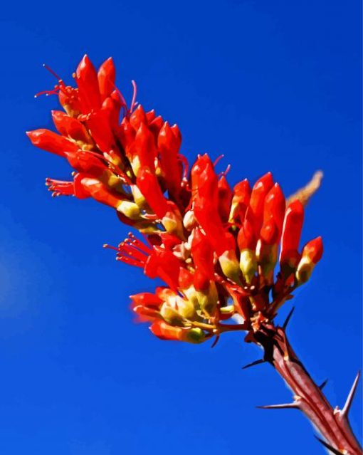 Ocotillo Flowering Plant Diamond Paintings