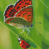 Orange Butterfly And Ladybug Diamond Paintings