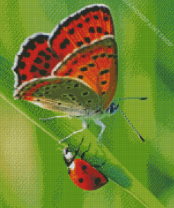 Orange Butterfly And Ladybug Diamond Paintings